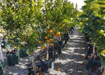 Revolutionizing Citrus Cultivation with GrowinBag™ by Growinnovate