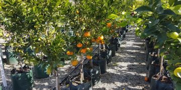 Revolutionizing Citrus Cultivation with GrowinBag™ by Growinnovate