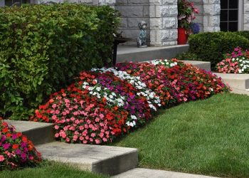 Changing Lives! The Beacon® Impatiens Charities Are Announced for the 2025 Season