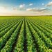 AI meets agriculture: Agmatix and BASF partner to develop Soybean Cyst Nematode detection tool