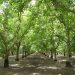 California Walnut Industry Anticipates Strong 2025 Crop Following Ideal Spring Conditions