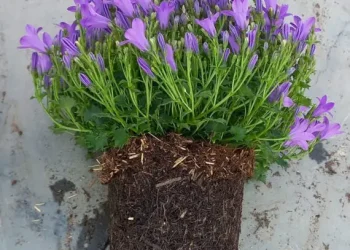 Kekkilä-BVB introduces its newest innovation reed canary grass as a circular raw material for growing media