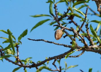 Al-Baha Launches Agricultural City to Boost Almond and Fruit Production