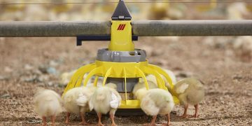 Roxell secures major deal at VIV Asia 2025, showcasing industry leadership