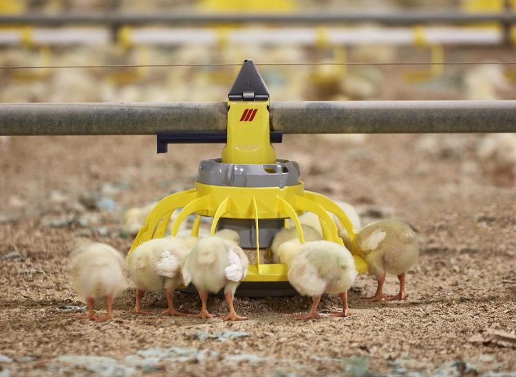 Roxell secures major deal at VIV Asia 2025, showcasing industry leadership