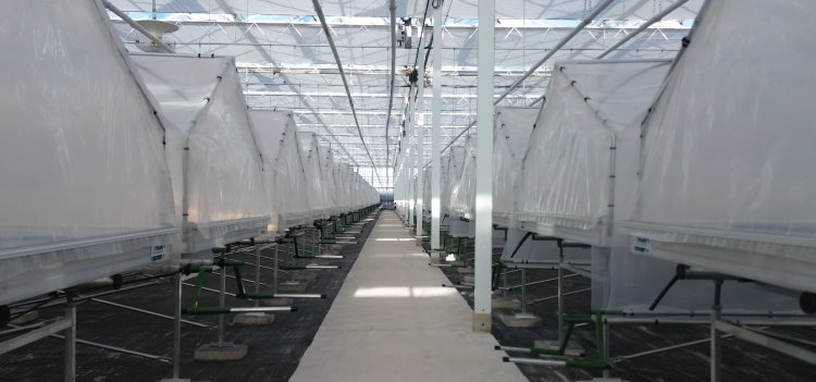 J. Huete Greenhouses updates a glass greenhouse for Planasa where raspberries will be grown