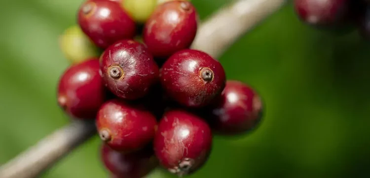 Nescafé surpasses 2025 regenerative agriculture goal