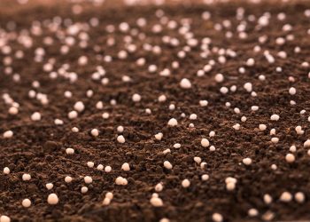 BASF and Yuntianhua successfully verify and register greenhouse gas emissions reductions from the use of stabilized urea fertilizer