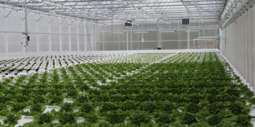 Robust and corrosion-free cable routing for spray robots in greenhouses