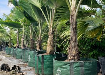 Premium Palms, Superior Roots: A Modern Growing Solution with GrowinBag™
