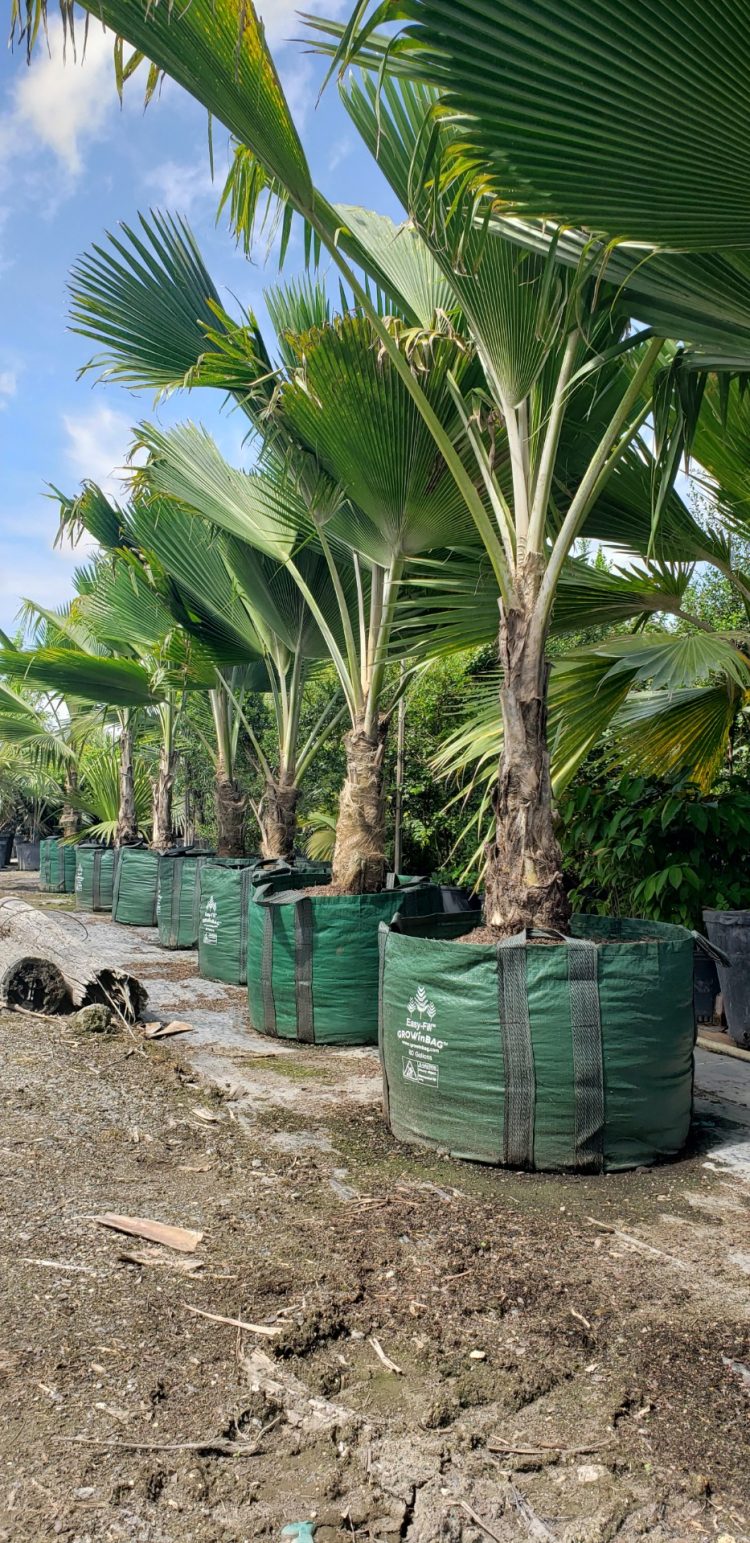 Premium Palms, Superior Roots: A Modern Growing Solution with GrowinBag™