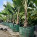 Premium Palms, Superior Roots: A Modern Growing Solution with GrowinBag™