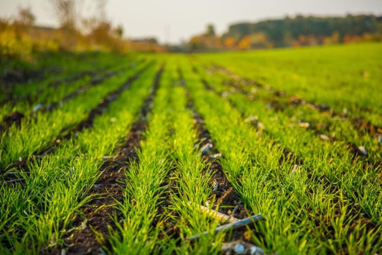 Mohamed bin Zayed Water Initiative announces qualifying teams for next stage of competition to advance agricultural water solutions