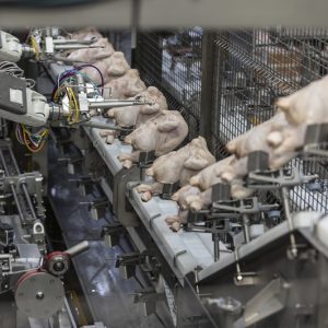 Scott Technology expands poultry trussing technology into Canada