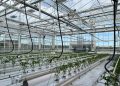 Signify and Grodan start third year of low-energy trial to test holistic approach on larger tomatoes on the vine