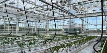 Signify and Grodan start third year of low-energy trial to test holistic approach on larger tomatoes on the vine