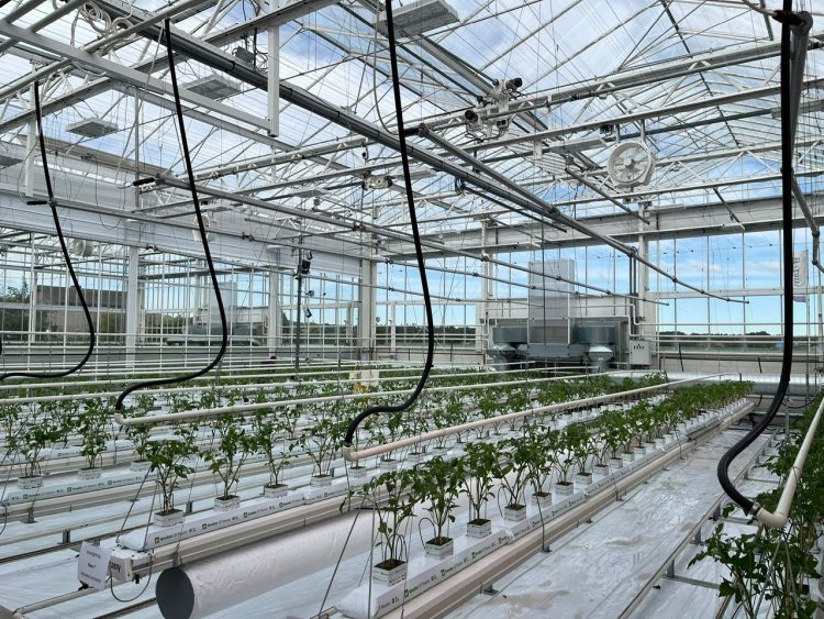 Signify and Grodan start third year of low-energy trial to test holistic approach on larger tomatoes on the vine
