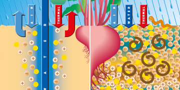 Humic Substances for Soil Stabilization and Nutrient Management in Gulf Agriculture, Humintech GmbH