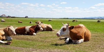 Studies into animal agriculture’s effect on climate change don’t show its full impact