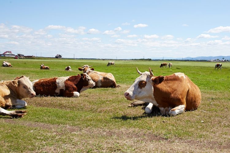 Studies into animal agriculture’s effect on climate change don’t show its full impact