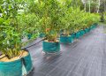 European Planting Bags by Martex: Durable, High-Performance Solutions for Modern Nurseries