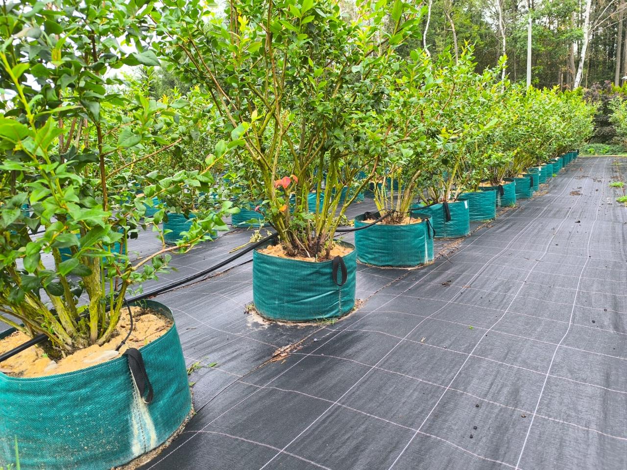 European Planting Bags by Martex: Durable, High-Performance Solutions for Modern Nurseries