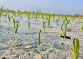 Delayed Garlic Planting in Shandong Brings Winter Management Concerns