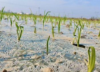 Delayed Garlic Planting in Shandong Brings Winter Management Concerns