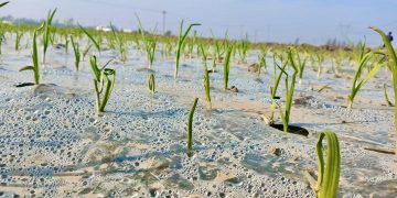 Delayed Garlic Planting in Shandong Brings Winter Management Concerns