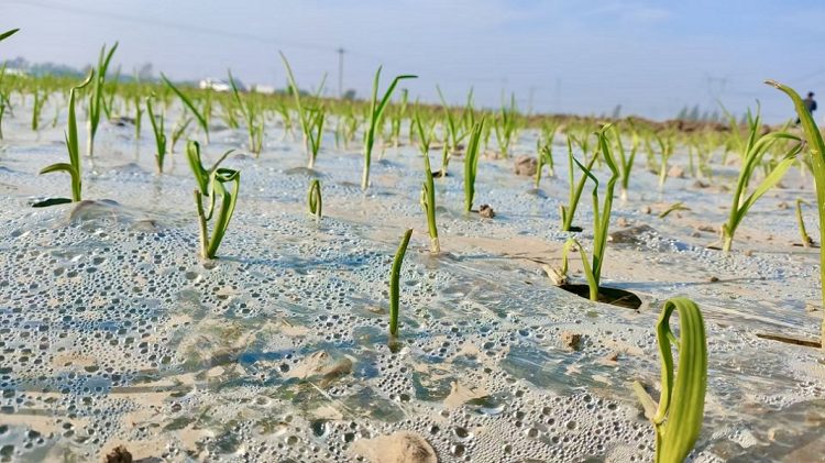 Delayed Garlic Planting in Shandong Brings Winter Management Concerns