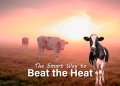 Postbiotics: The Smart Way to Beat the Heat in Livestock