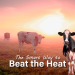 Postbiotics: The Smart Way to Beat the Heat in Livestock