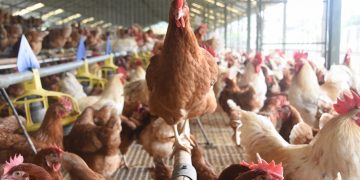 Animal Welfare Regulation Issued, Opening Wider Opportunities for Cage-Free Egg Development