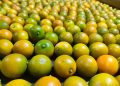 More Premium Chinese Kumquats Enter the Middle East, Diversifying Local Supply